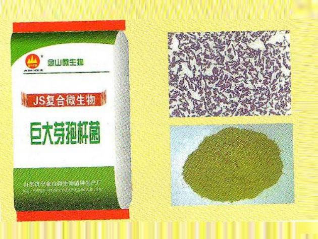 點(diǎn)擊查看詳細(xì)信息<br>標(biāo)題：巨大芽孢桿菌 閱讀次數(shù)：2319